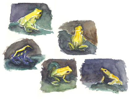 Goldene Pfeilgiftfrösche