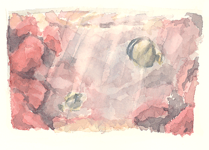 Falterfisch und Picassodrückerfisch