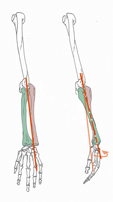 Pronation und Subination