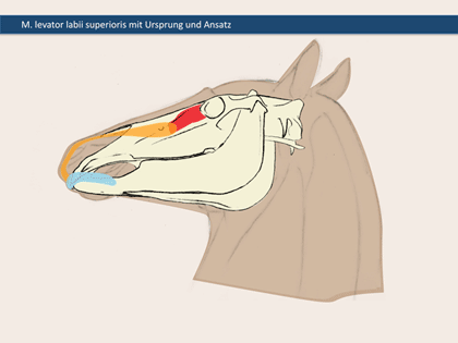 Lippenheber beim Pferd